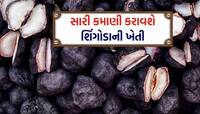 શિંગોડાની ખેતી ખેડૂતોને કરી શકે છે માલામાલ! વર્ષે કમાશો 4-5 લાખ, આ રીતે કરો ખેતી