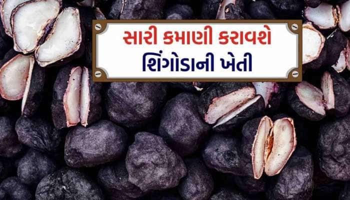 શિંગોડાની ખેતી ખેડૂતોને કરી શકે છે માલામાલ! વર્ષે કમાશો 4-5 લાખ, આ રીતે કરો ખેતી