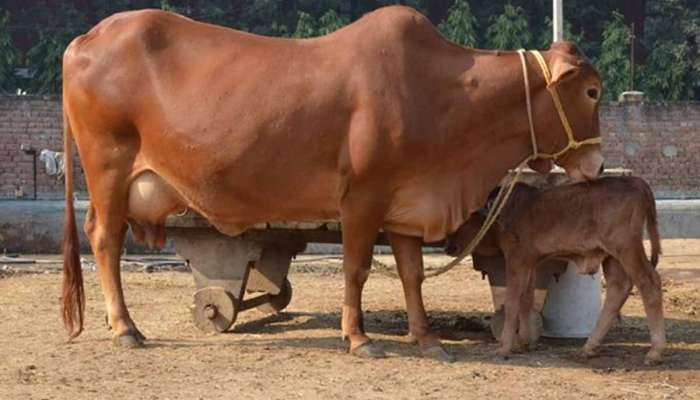 ગાય ખરીદશો તો 33000 અને પાક્કા તળિયા માટે મળી રહ્યા છે 8000 રૂપિયા, જાણો શું છે આ યો