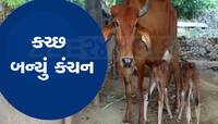એમ્બ્રિયો ટ્રાન્સફરમાં કચ્છ બન્યું કંચન, પહેલીવાર જોડિયા વાછરડી અવતરી, ગુજરાતની પ્રથ