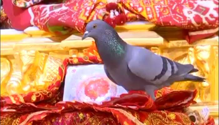 રૂપાલની પલ્લીમાં બની અદભૂત ઘટના, માતાજીના ગોખમાં કબૂતર આવી ચઢ્યું  