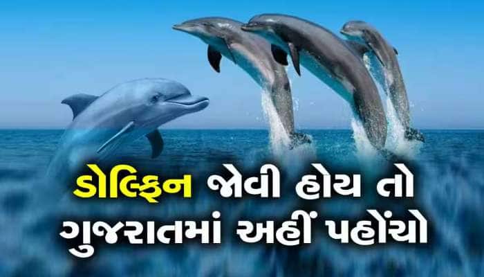 ગુજરાતીઓ માટે નવું ટુરિઝમ એટ્રેક્શન, આ દરિયાકાંઠે ફરી રહી છે 498 ડોલ્ફિન 