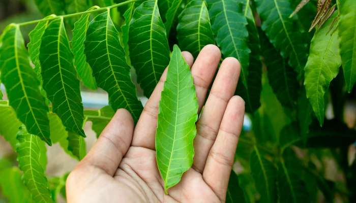 Neem: રોજ સવારે આ 1 લીલું પાન ચાવી લેવું, બદલતા વાતાવરણમાં બીમારી આસપાસ પણ નહીં ફરકે