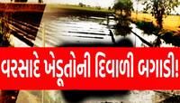 પાછોતરા વરસાદે જગતના તાતની દશા બેસાડી, સૌરાષ્ટ્ર સહિતના ભાગોમાં ખેડૂતોને ભારે નુકસાન