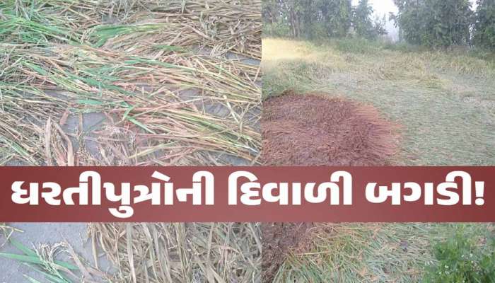 વરસાદે તો ખેડૂતોની દિવાળી બગાડી, પણ આ રીતે ગુજરાતમાં ખેડૂતોની દિવાળી સુધારવા માંગ!