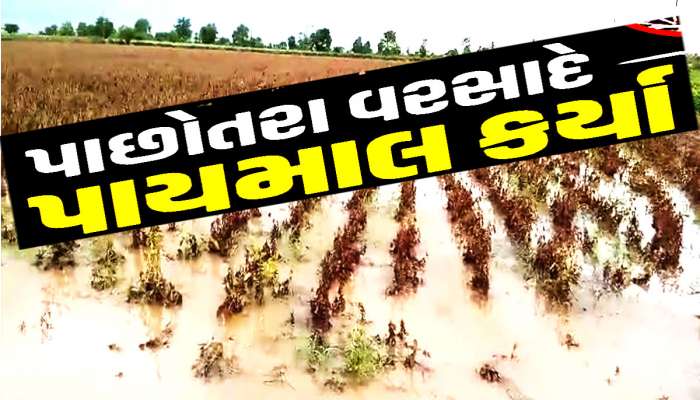 પાછોતરા વરસાદે ગુજરાતના આ જિલ્લાના ખેડૂતોની દિવાળી બગાડી, પલળી ગયો મબલખ પાક