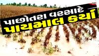 પાછોતરા વરસાદે ગુજરાતના આ જિલ્લાના ખેડૂતોની દિવાળી બગાડી, પલળી ગયો મબલખ પાક