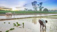 Agriculture: મેઘરાજાએ છીનવ્યો ખેડૂતોના મુખનો કોળિયો, થઈ મોટી પાક નુકસાની