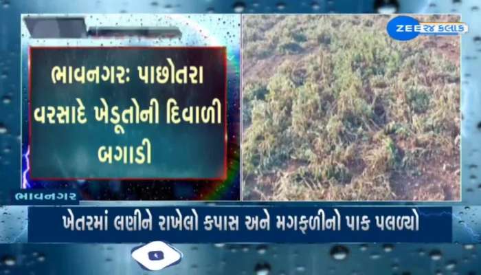 ભાવનગર: પાછોતરા વરસાદે ખેડૂતોની દિવાળી બગાડી, ખેતરમાં લણીને રાખેલો કપાસ અને મગફળીનો પાક પલળ્યો  