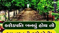 ચંદનની ખેતી માટે શું છે નિયમ? જાણો કઈ રીતે ખેડૂતોને થઈ શકે છે લાખોની કમાણી