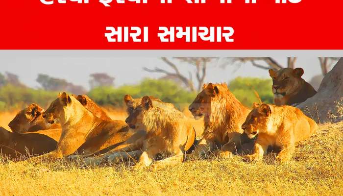 ગુજરાતીઓને ફરવાનું નવું સરનામું મળ્યું, ધનતેરસથી શરૂ થઈ જશે સિંહોની નવી સફારી 