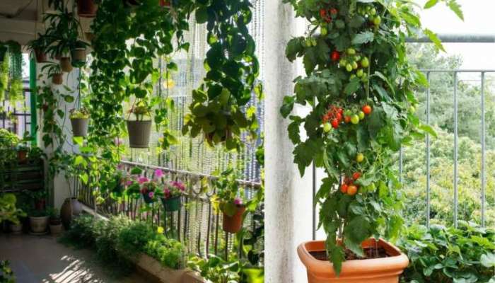 Gardening Hacks: ઘરે જ ઉગાડવા માંગો છો શાકભાજી તો અનુસરો કરો સરળ ટિપ્સ