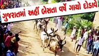 ગુજરાતના આ ગામોમાં કેમ ગાયો દોડાવીને કરાય છે નવા વર્ષની ઉજવણી? જાણવા જેવી છે પરંપરા