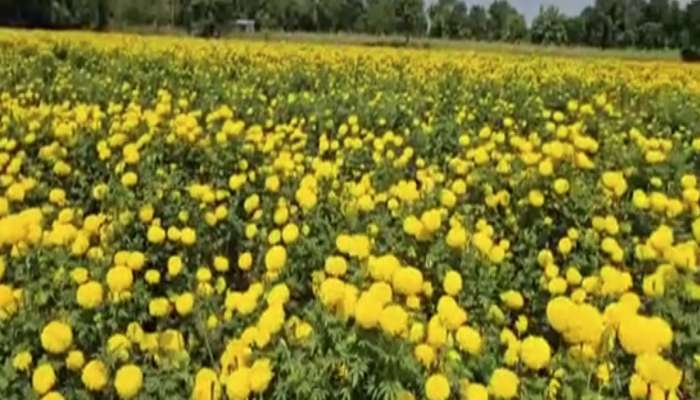 પંચમહાલના અરાદ ગામના ખેડૂતોએ કર્યો કમાલ, ગલગોટાની ખેતી કરી કરે છે લાખોની કમાણી