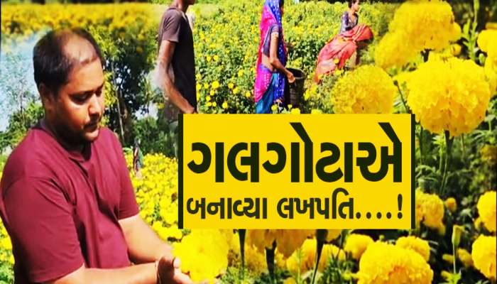 ગુજરાતના આ જિલ્લાના ખેડૂતો ફૂલોની ખેતીથી કરે છે લાખોની કમાણી! જાણો ટિપ્સ