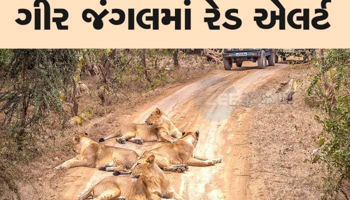 ગીર જંગલમાં ફરવા જતા પહેલા આ જાણી લેજો, પ્રવાસીઓ માટે બનાવાયા નવા નિયમો