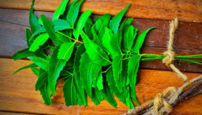 શિયાળામાં કરો આ લીલી જડી-બૂટીનો ઉપયોગ, ના વાળમાં ડેન્ડ્રફ કે ના સાંધામાં દુખાવો થશે