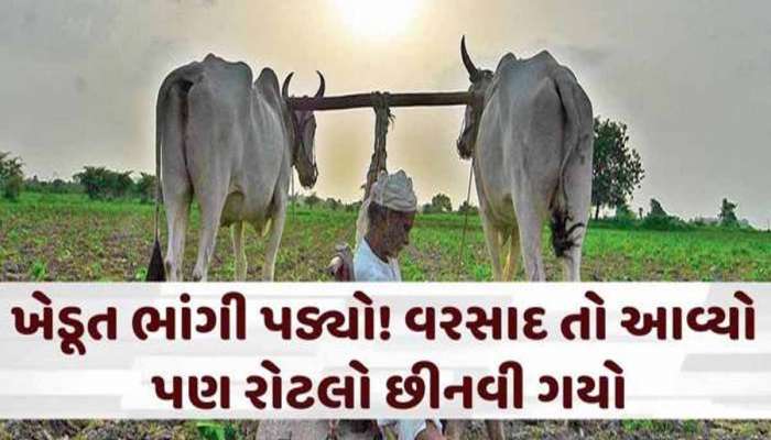 આ પાકના વાવેતરમાં 50 ટકાનો ઘટાડો! પાછોતરા વરસાદે ગુજરાતના ખેડૂતોને લોહીના આંસુ રડાવ્યા