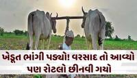આ પાકના વાવેતરમાં 50 ટકાનો ઘટાડો! પાછોતરા વરસાદે ગુજરાતના ખેડૂતોને લોહીના આંસુ રડાવા