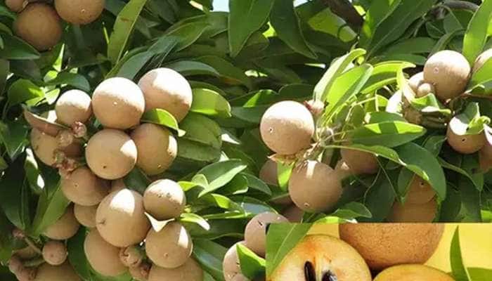 ચીકુની ખેતીથી ગુજરાતના ખેડૂતો માલામાલ! જાણો માર્કેટ યાર્ડમાં શું બોલાઈ રહ્યા છે ભાવ?