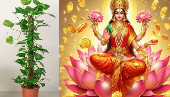 ઘરની એ દિશા, જ્યાં મની પ્લાન્ટ લગાવવાથી માં લક્ષ્મી થાય છે ખૂબ જ પ્રસન્ન? થશે સુખ-સમૃદ્ધિની વર્ષા