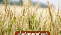 ખેડૂતો માટે ફાયદાની વાત! ઘઉંની આ જાત વાવો, ઉપજ ખટારા ભરીને ઉતરશે, 44 વર્ષ બાધ સંશોધન