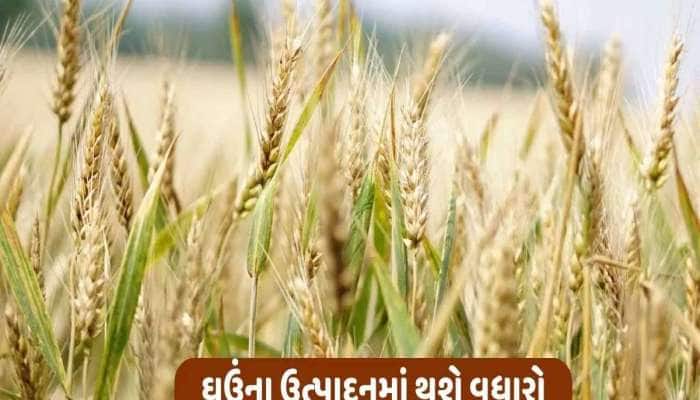 ખેડૂતો માટે ફાયદાની વાત! ઘઉંની આ જાત વાવો, ઉપજ ખટારા ભરીને ઉતરશે, 44 વર્ષ બાધ સંશોધન
