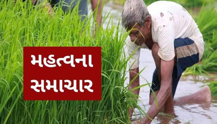 રેકોર્ડ તોડશે અનાજનો ભંડાર!  ચોખા અને મકાઈનું થશે રેકોર્ડબ્રેક ઉત્પાદન