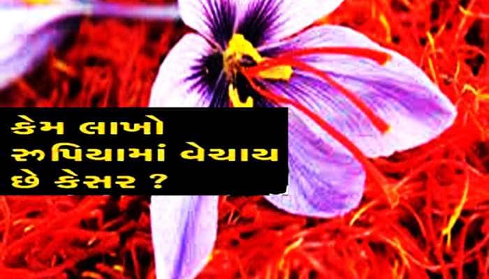 Saffron: કેમ ઉંચી કિંમતમાં વેચાય છે કેસર? કારણ જાણી ચોંકી જાય છે ભલભલા