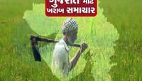 ખરાબ હવામાન! ગુજરાતમાં 200 લોકોનાં મોત અને એક લાખ હેક્ટરમાં ખેતી ખરાબ