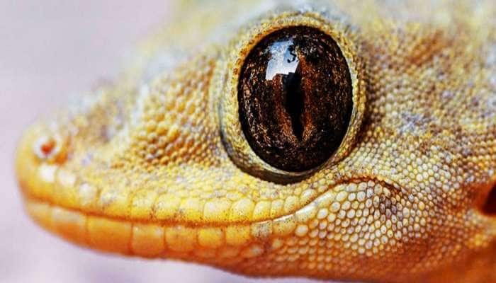 કેમ ગરોળી પર કંકુ-ચોખા નાંખવાની અપાય છે સલાહ? શું છે આની પાછળનું કારણ