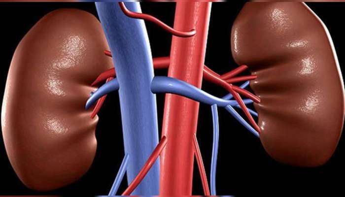 Kidney Damage: કિડનીના સ્વાસ્થ્ય માટે સૌથી ખરાબ છે આ પાંચ વસ્તુ, પહોંચાડે છે નુકસાન