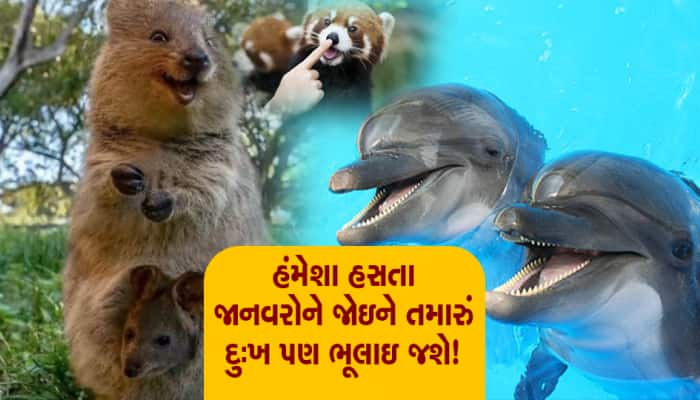 આ છે દુનિયામાં સૌથી વધુ ખુશ રહેતા જાનવર!, જેને જોઇને તમારું પણ દુઃખ ભૂલી જશો...