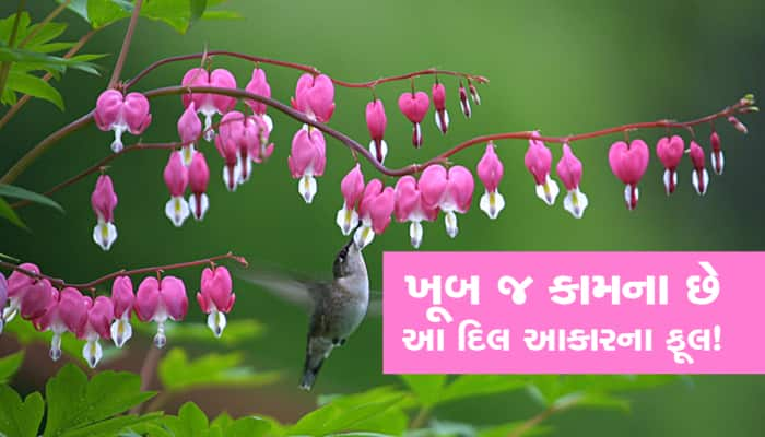 ખૂબ જ કામના છે આ દિલ આકારના ફૂલ, અનોખા ફાયદા જાણીને દંગ રહી જશો...