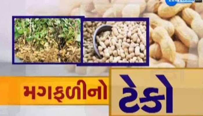 ગુજરાતમાં ટેકાના ભાવે મગફળીની ખરીદી શરૂ; જાણો શું બોલાઈ રહ્યા છે મણદીઠ ભાવ?