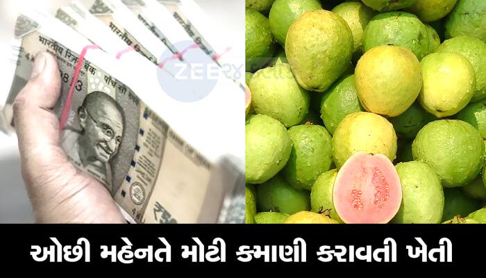 છપ્પર ફાડકે કમાણી કરાવતી ખેતી! આ છોડ એકવાર વાવો એટલે 25 વર્ષ સુધી કમાણી કરાવશે