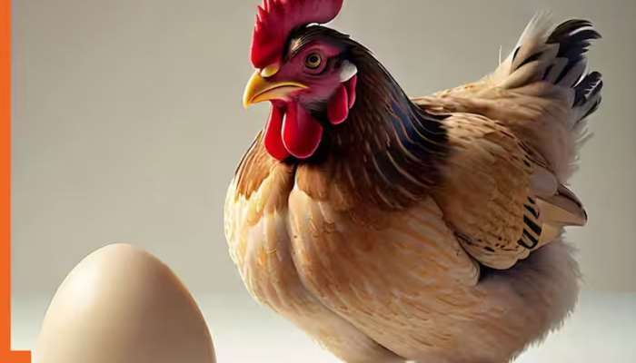 મરઘી અને ઈંડામાં પહેલા કોણ આવ્યું, નવી શોધમાં વૈજ્ઞાનિકોએ આપ્યો ફાઈનલ જવાબ