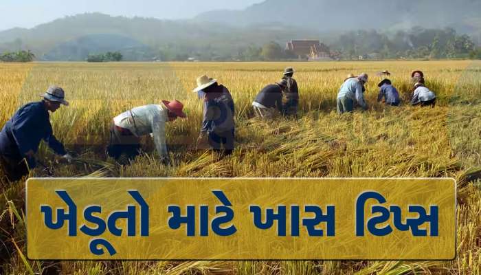 જીરૂ, વરીયાળી, ધાણા, મેથી, અજમો અને સુવા પાકના વાવેતર પહેલાં અને વાવેતર સમયે આટલું જરૂર કરો....