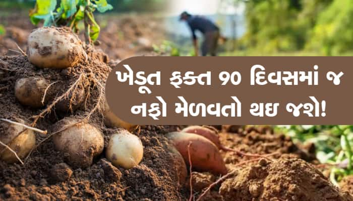 ફક્ત 90 દિવસમાં તૈયાર થઇ જશે આ બટાકાનો પાક, ટૂંક સમયમાં થઇ જશો માલામાલ!