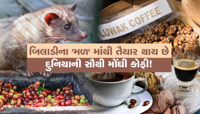 આ બિલાડીના 'મળ' માંથી બને છે દુનિયાની સૌથી મોંઘી કોફી!  ભાવ સાંભળીને આવી જશે ચક્કર.!