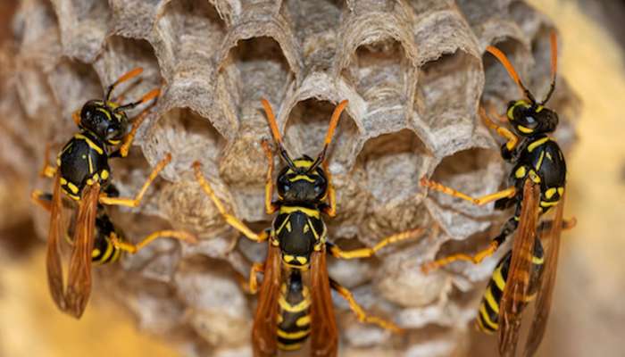 Wasp: ભમરી કરડે તો ઝેરી અસરથી બચવા અજમાવો આ ઘરેલુ ઉપાય, સોજો તુરંત ઉતરશે અને બળતરા શાંત થશે