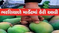ભરશિયાળે ગુજરાતના આ શહેરમાં કેસર કેરીઓ પાકી! 10 કિલોનો ભાવ સાંભળીને ચઢી જશે ચક્કર