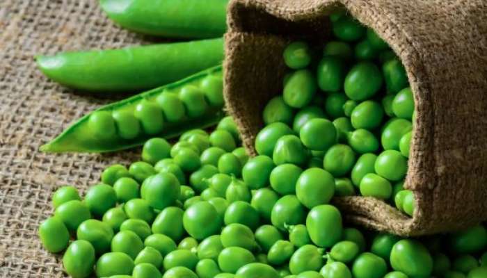 Green Peas: શિયાળામાં જરૂર ખાઓ પ્રોટીન રીચ ફ્રેશ લીલા વટાણા, શરીરને મળશે અસંખ્ય ફાયદા