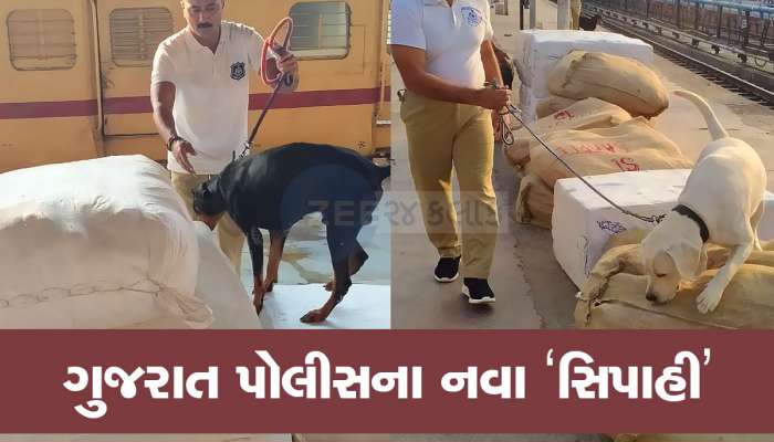 ફટાફટ ગુના ઉકેલતા ગુજરાત પોલીસના સ્નિફર ડોગ, અથાણા અને રસગુલ્લાના ડબ્બામાં સંતાડેલો ગાંજાનો જથ્થો પણ શોધી કાઢ્યો!