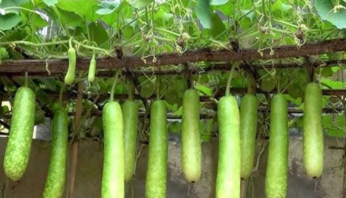 Farming Tips: કારેલા અને દૂધીની ખેતીમાં કમાણી થાય છે મોટી, 10 થી 12 હજારના ખર્ચ સામે નફો હોય લાખોમાં 