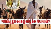 ગધેડાને ખાલી ગધેડું ના સમજતા! દૂધમાં એવું શું હોય કે લિટરનો ભાવ હજારોમાં બોલાય છે?