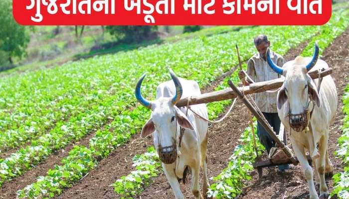 ગુજરાતના 12 પ્રગતિશીલ ખેડૂતો બન્યા ઉદાહરણરૂપ! CM ભુપેન્દ્ર પટેલે ખુદ પુરસ્કારથી કર્યા પ્રોત્સાહિત
