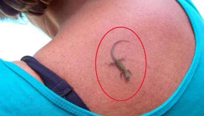 ગરોળી શરીર પર પડે તો નસીબ ચમકે છે કે બગડે છે? 99 ટકા લોકો નથી જાણતા આ