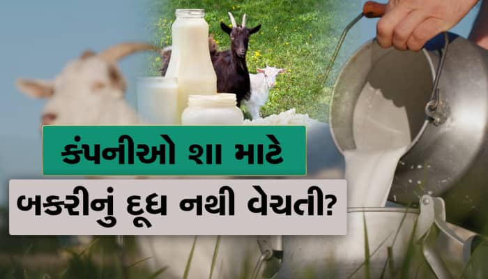 મિલ્કની કંપનીઓ બકરીનું દૂધ શા માટે નથી વેચતી? જાણો મહત્વનું કારણ...