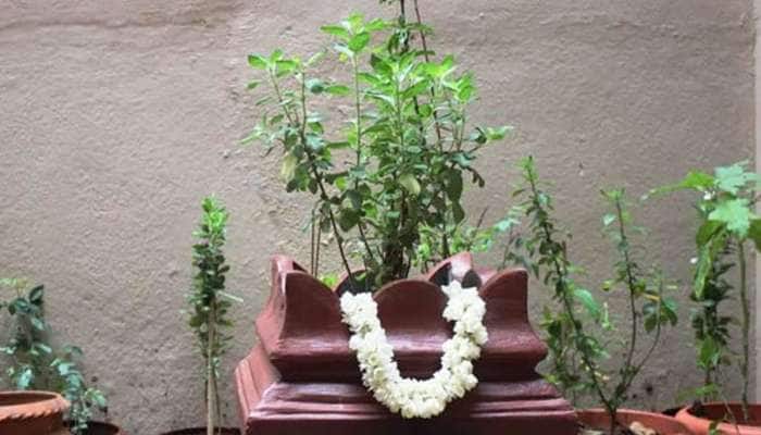 Tulsi Plant: તુલસીના છોડ પાસે રાખી દો આ વસ્તુ, ઘરમાં રીતસર થશે ધનનો વરસાદ